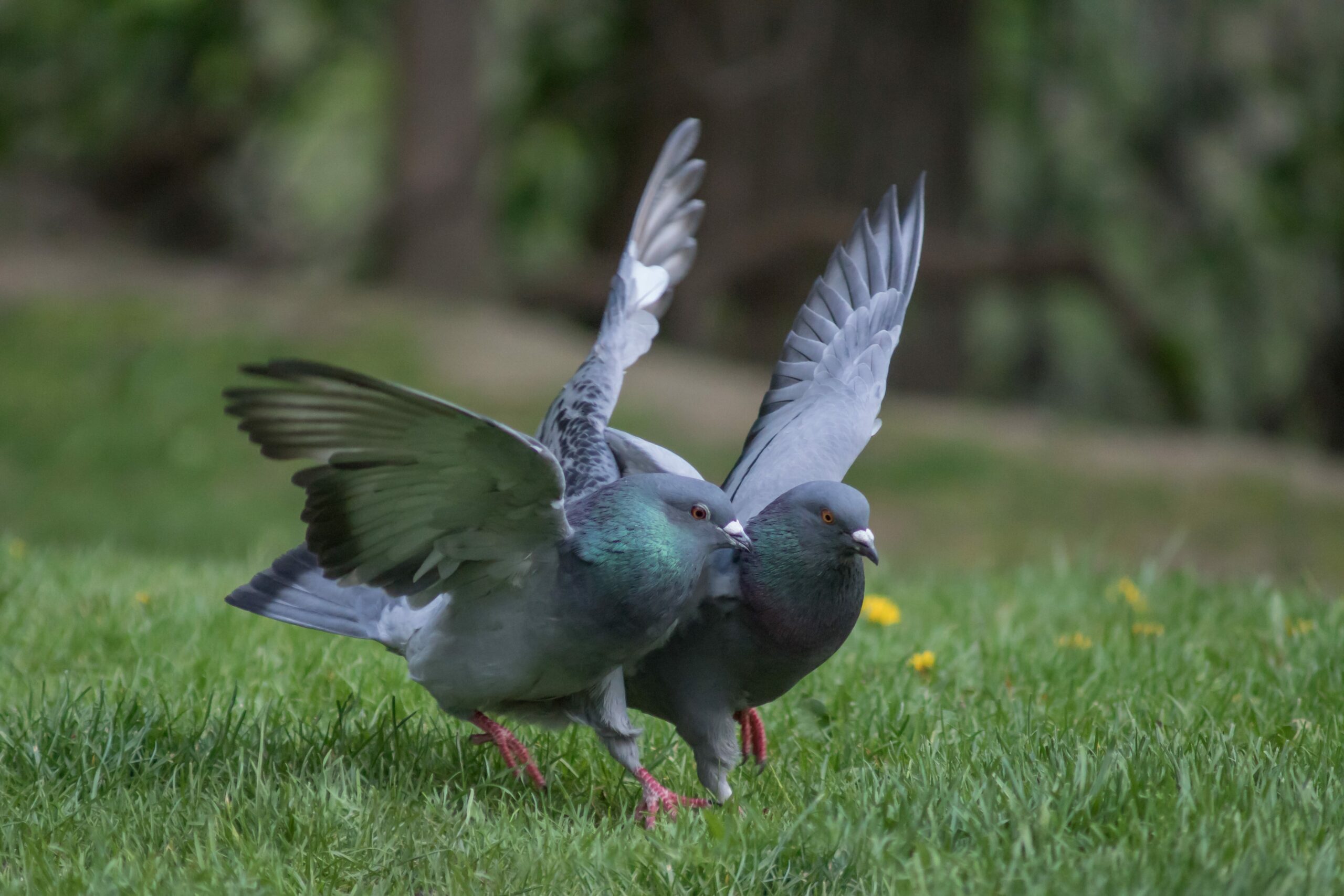 Beyond Pigeon Dances: Rethinking Generic Business Advice image 1